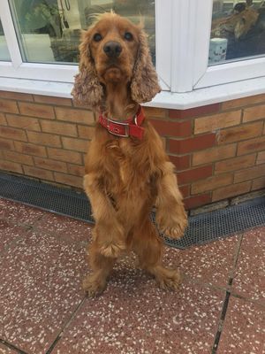 a happy spaniel