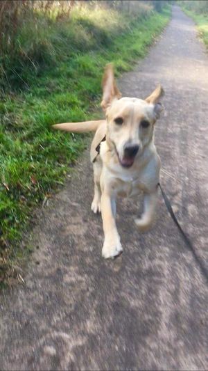 a dog on path