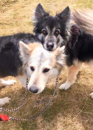 two dogs