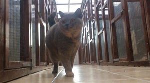 walking cat